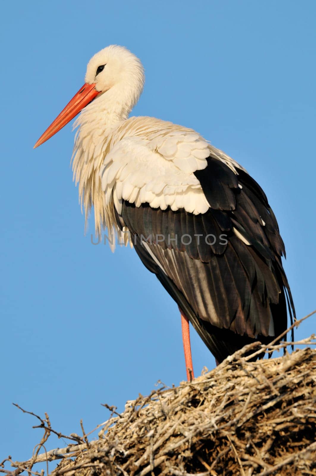 Stork