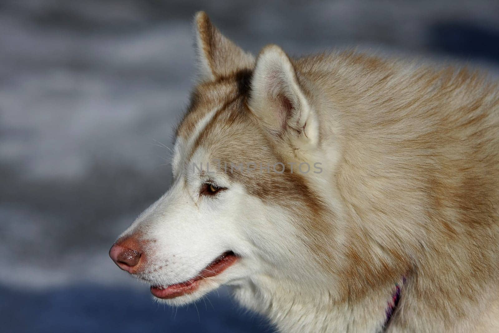 Dog sledding
