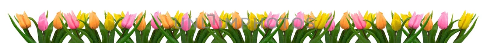 Tulips with dew