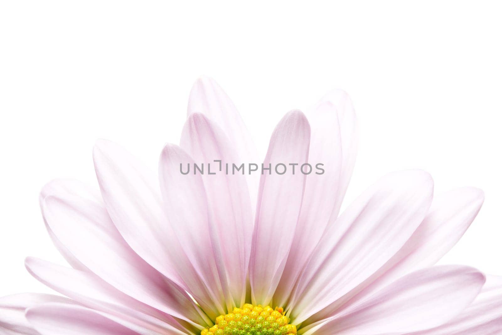 flower daisy macro