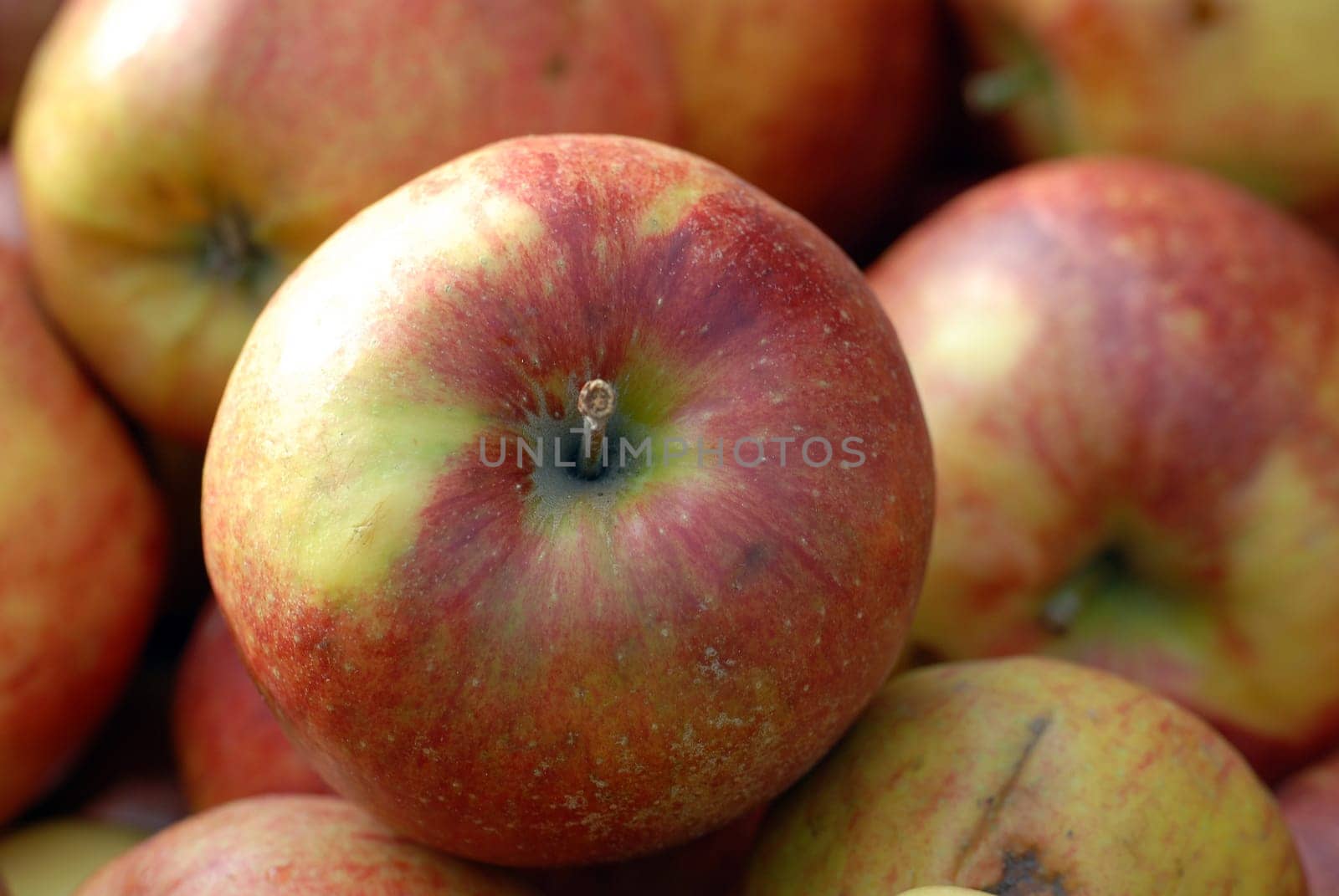 Apples without (New York)