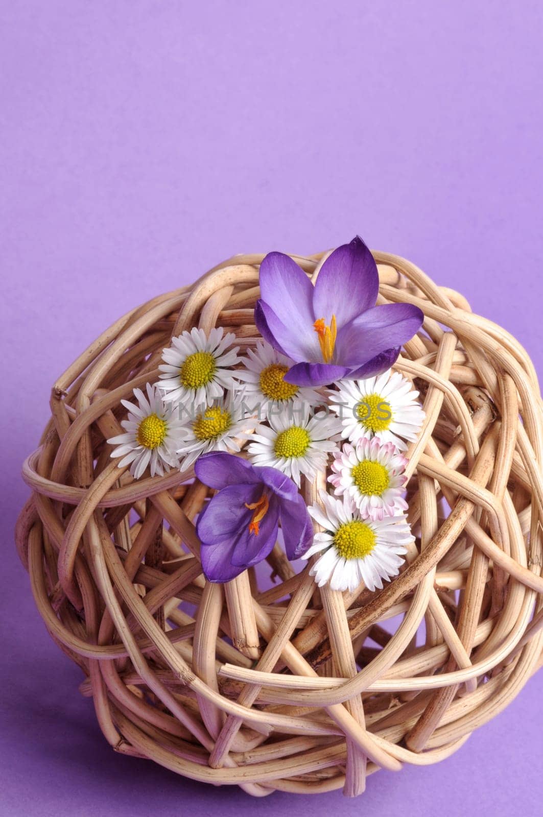 Spring Awakening