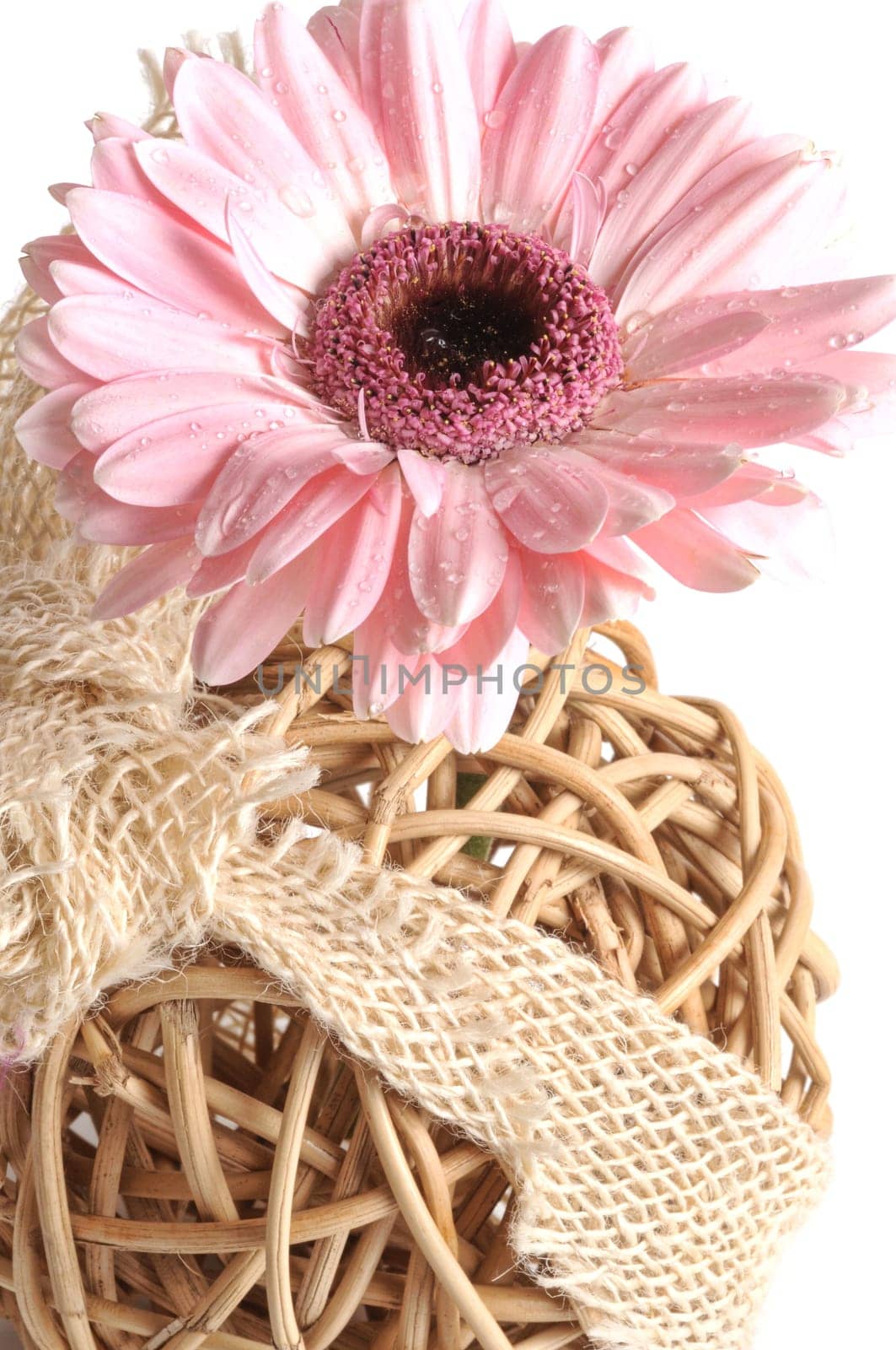 Summer Blossom