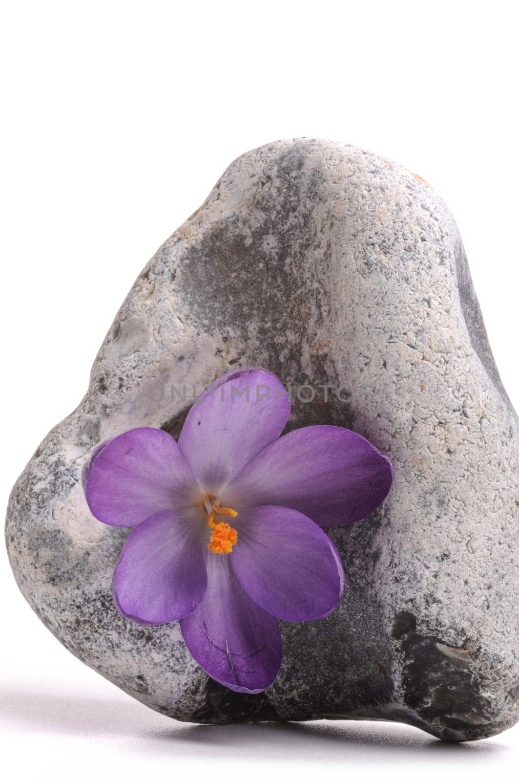 Blossoms Stone