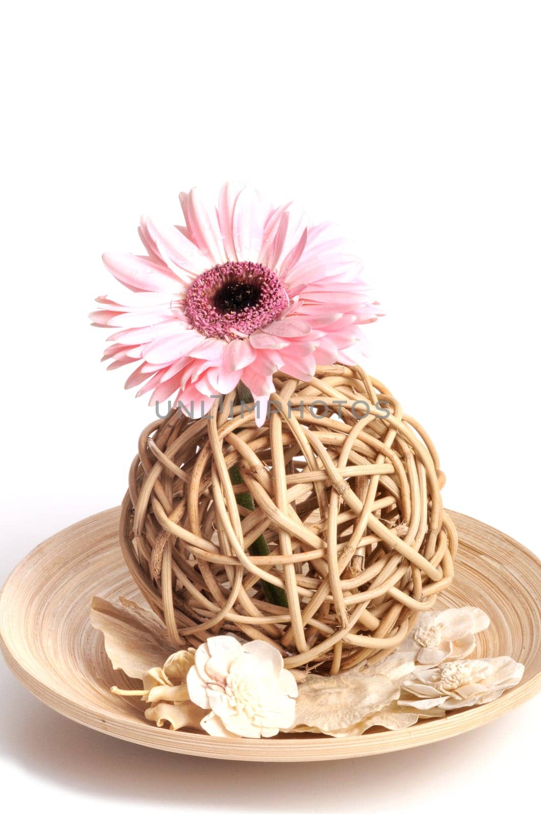 Nature Gerbera