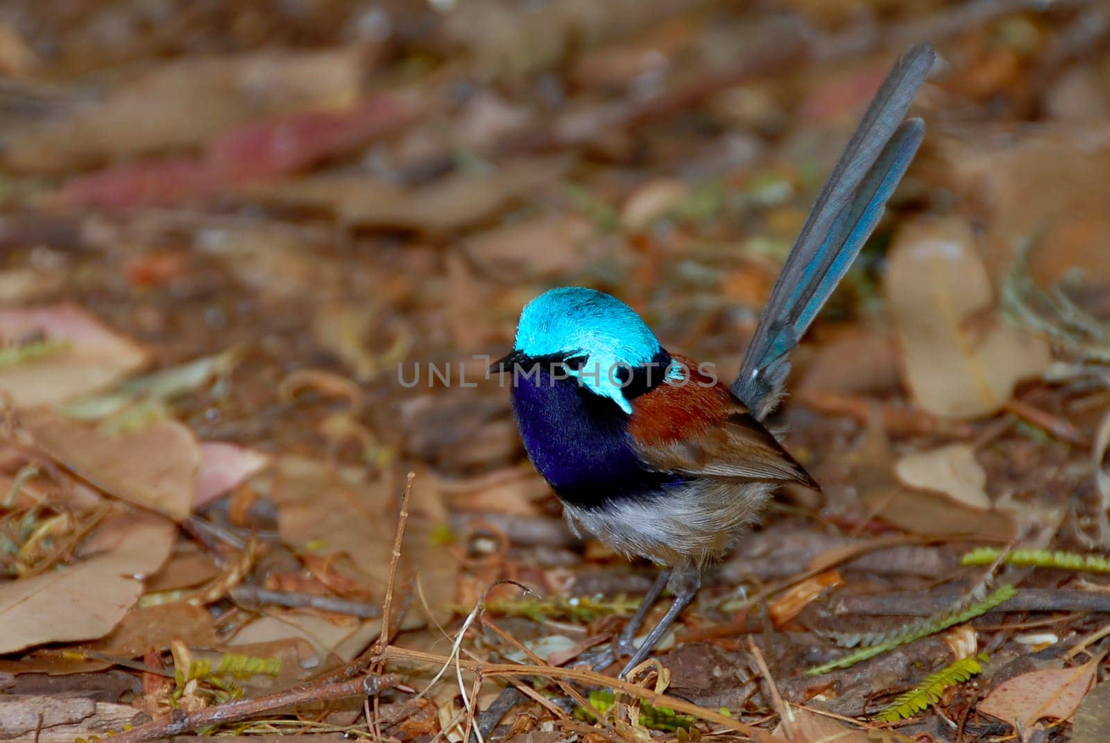 Fairy Wren