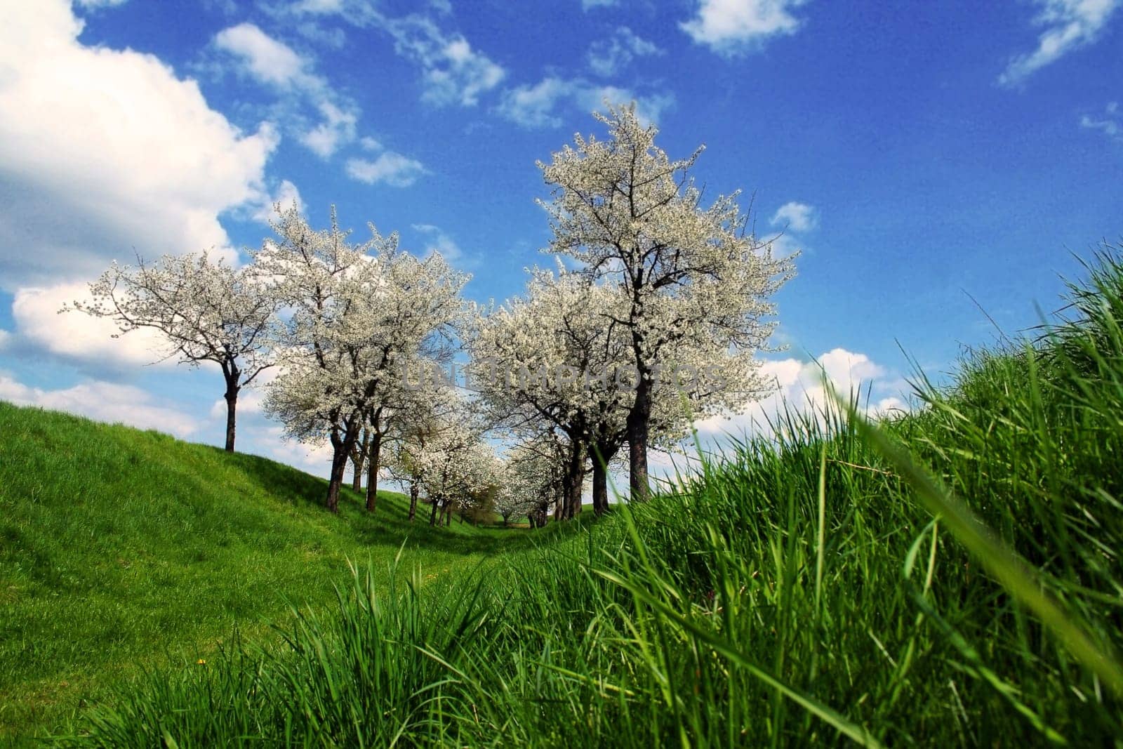 Blossom Splendour II