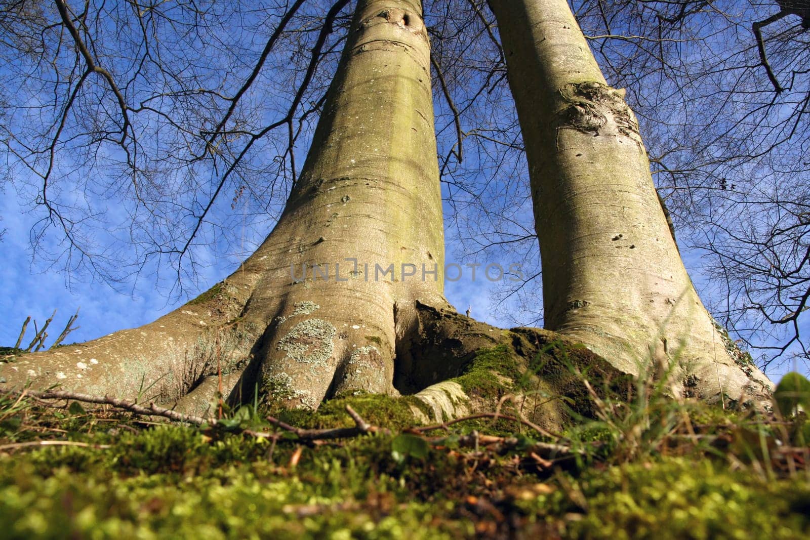 From the roots