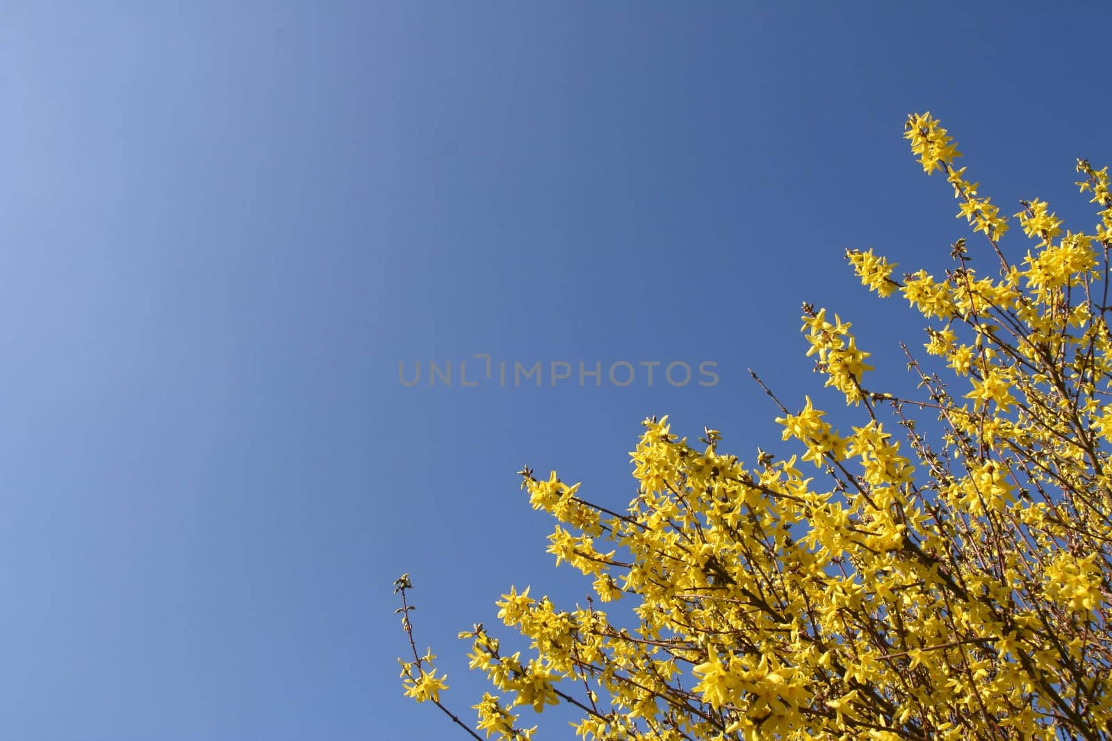 Yellow Forsythia