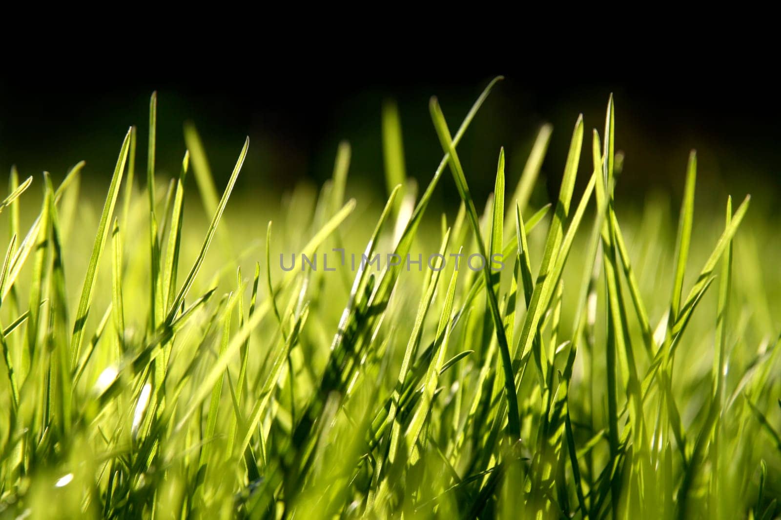 Grass blades