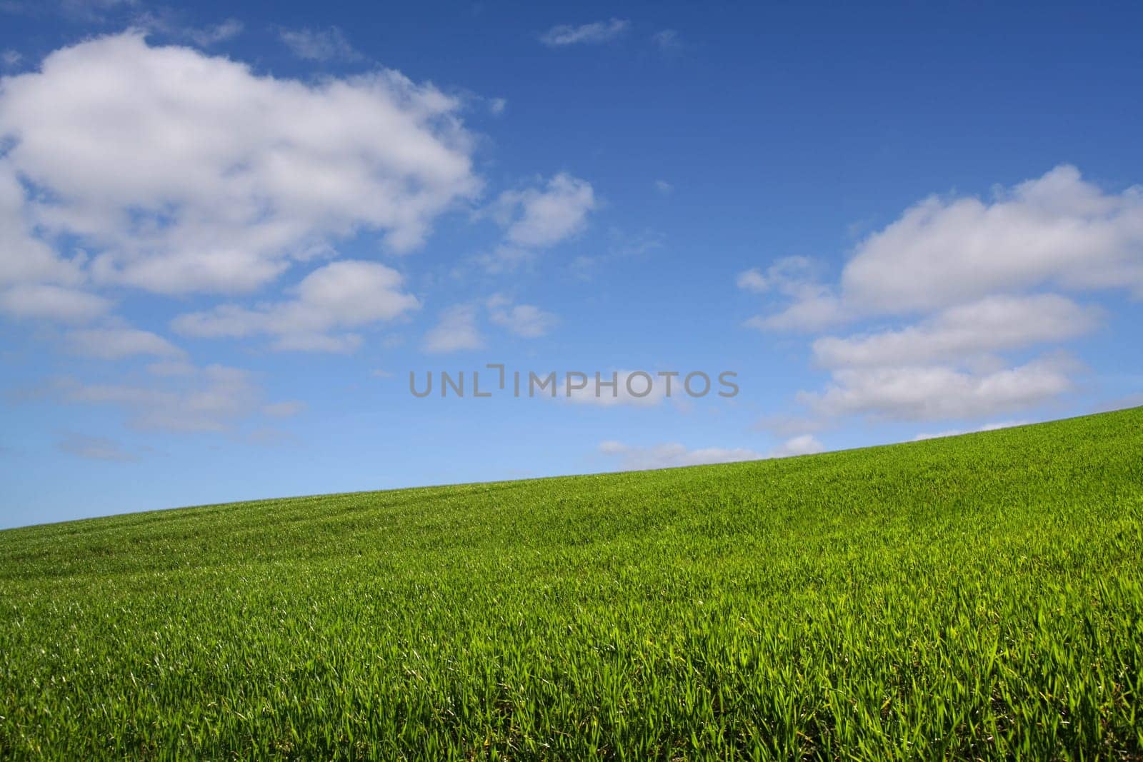 The green hill