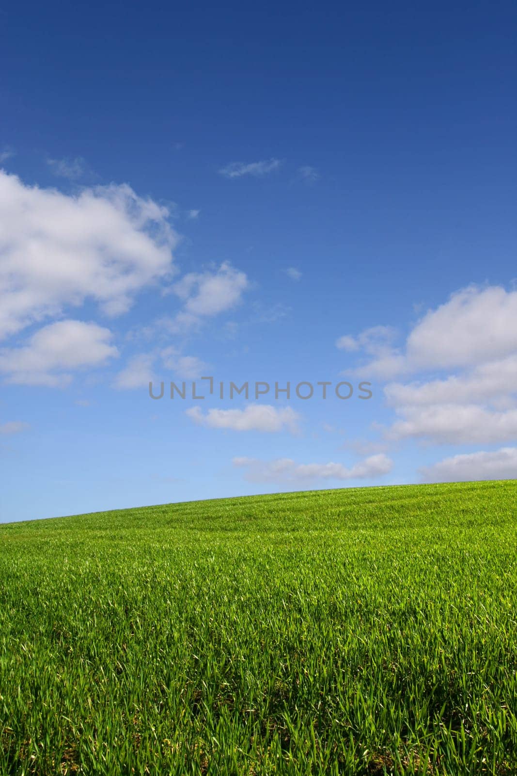 The green hill