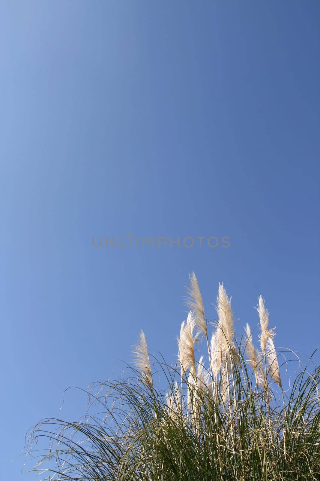Pampas grass