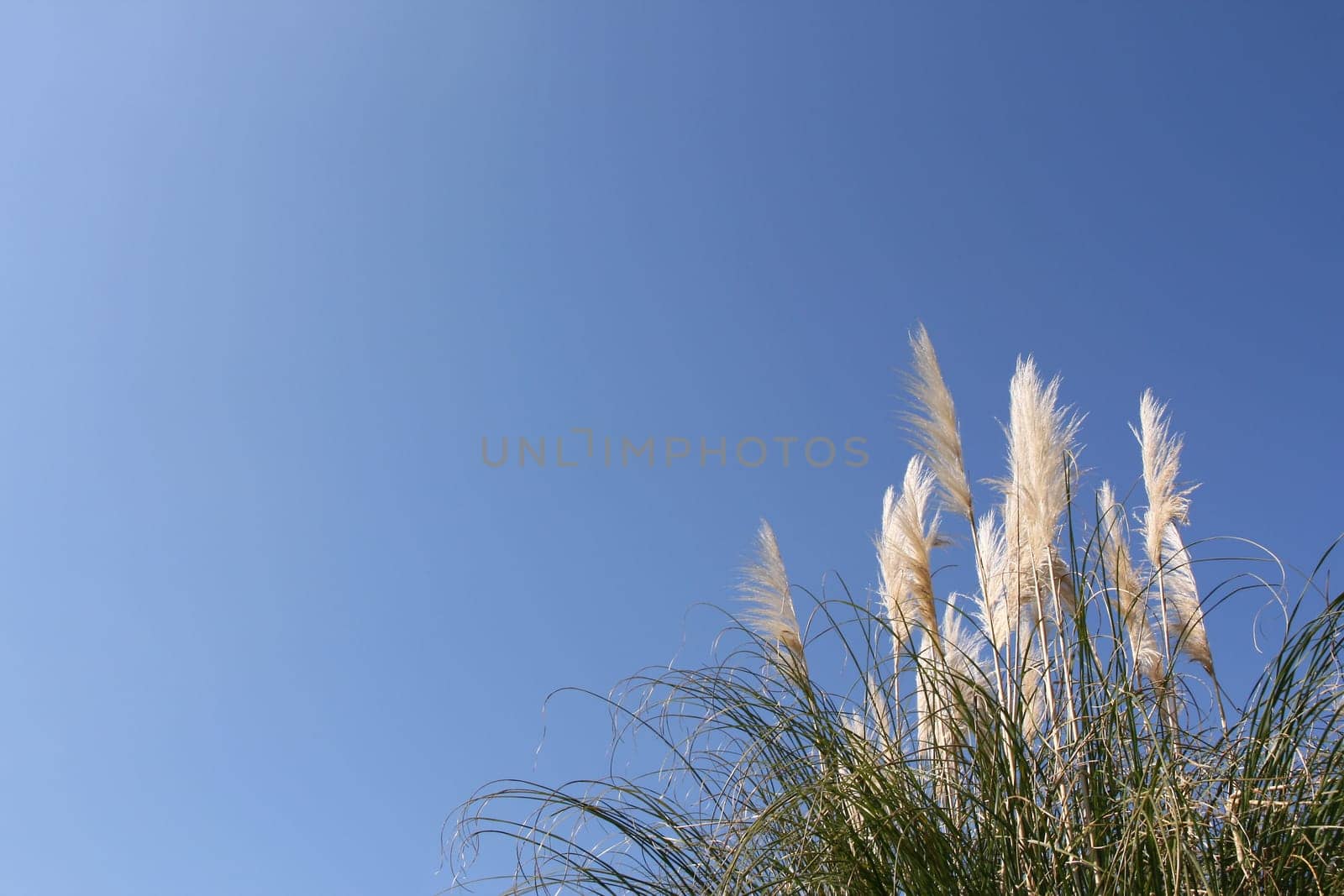 Pampas grass