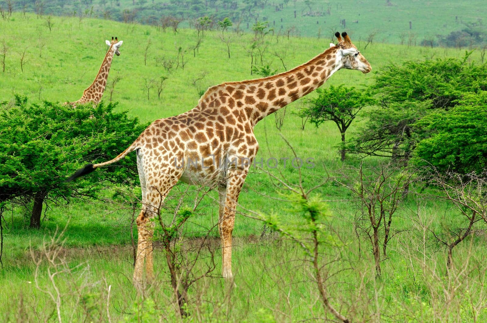 Grazing Giraffes
