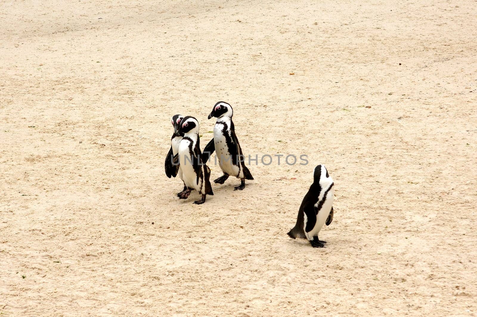 Penguins on the beach