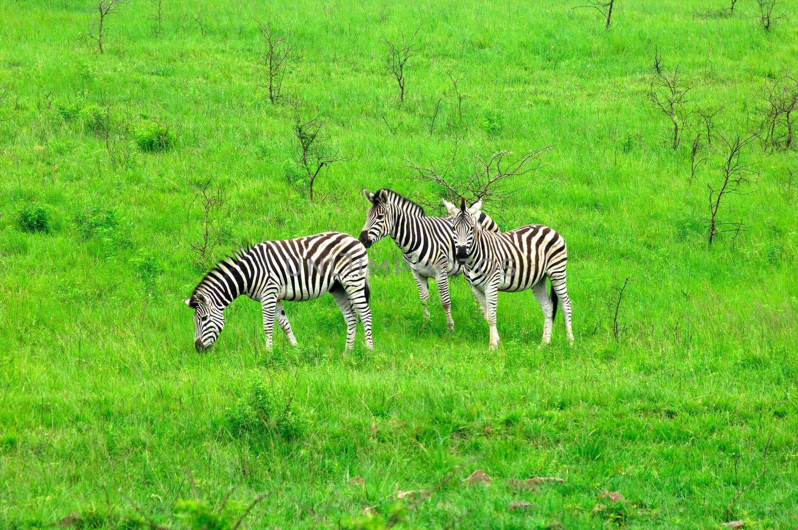 Grazing zebras