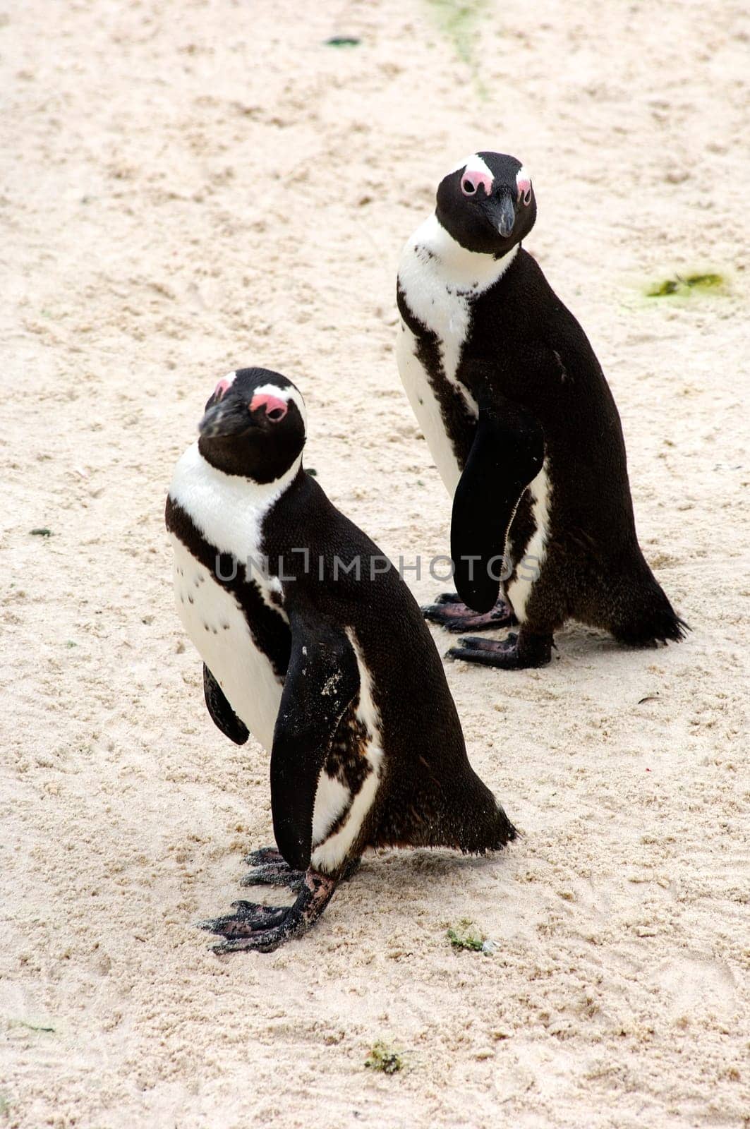 Two Penguins