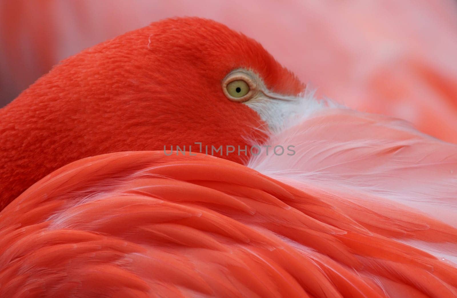 Flamingo Portrait