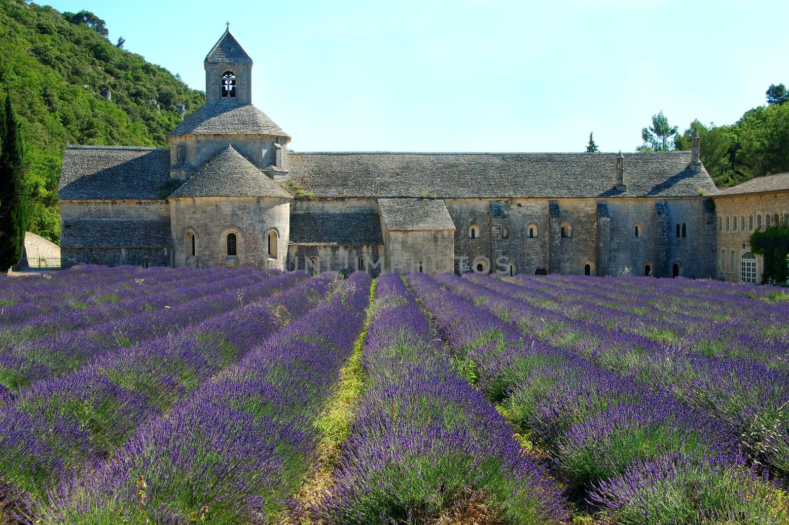 Lavender at Sénanque Abbey,France