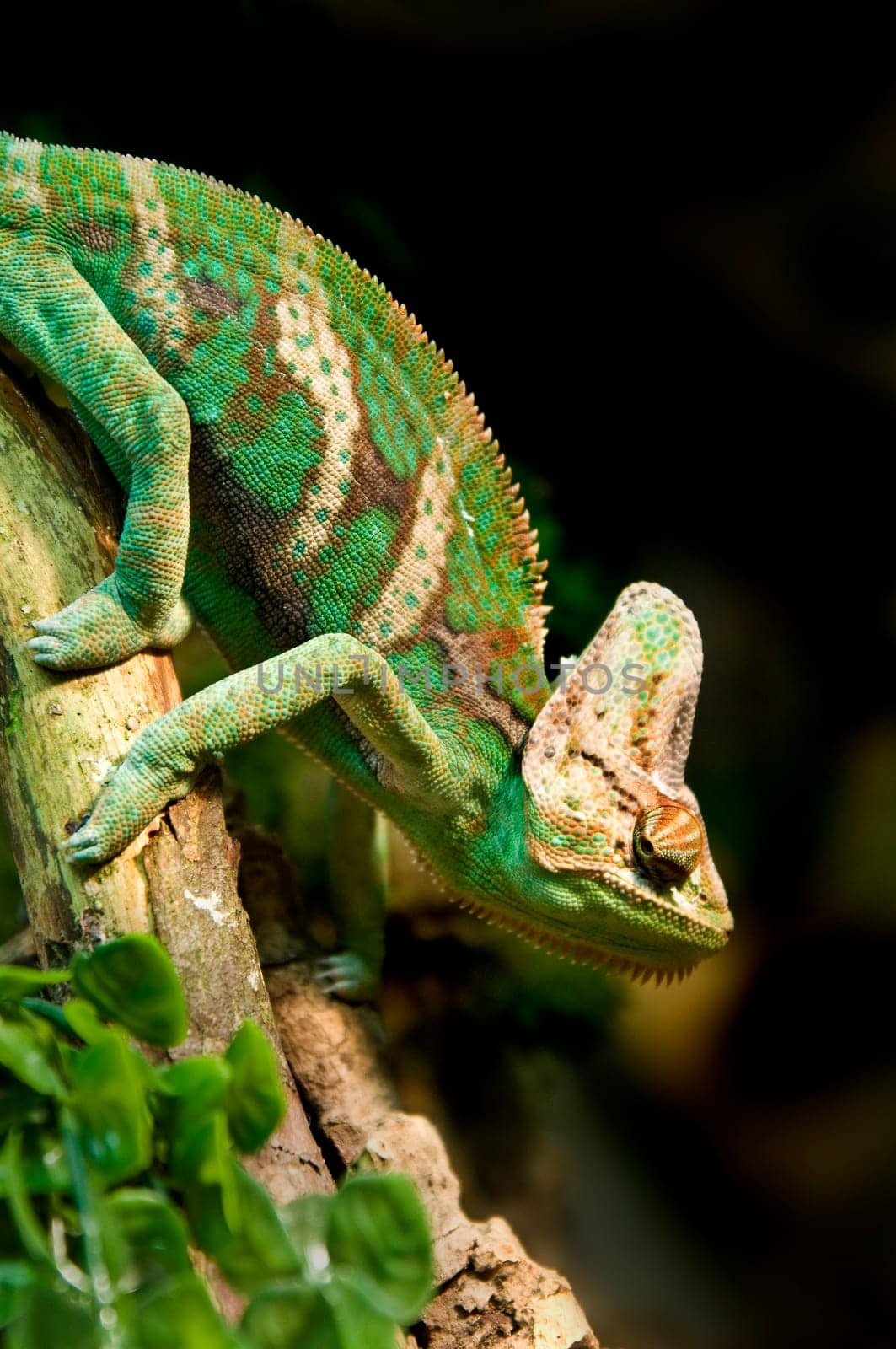 Chameleon