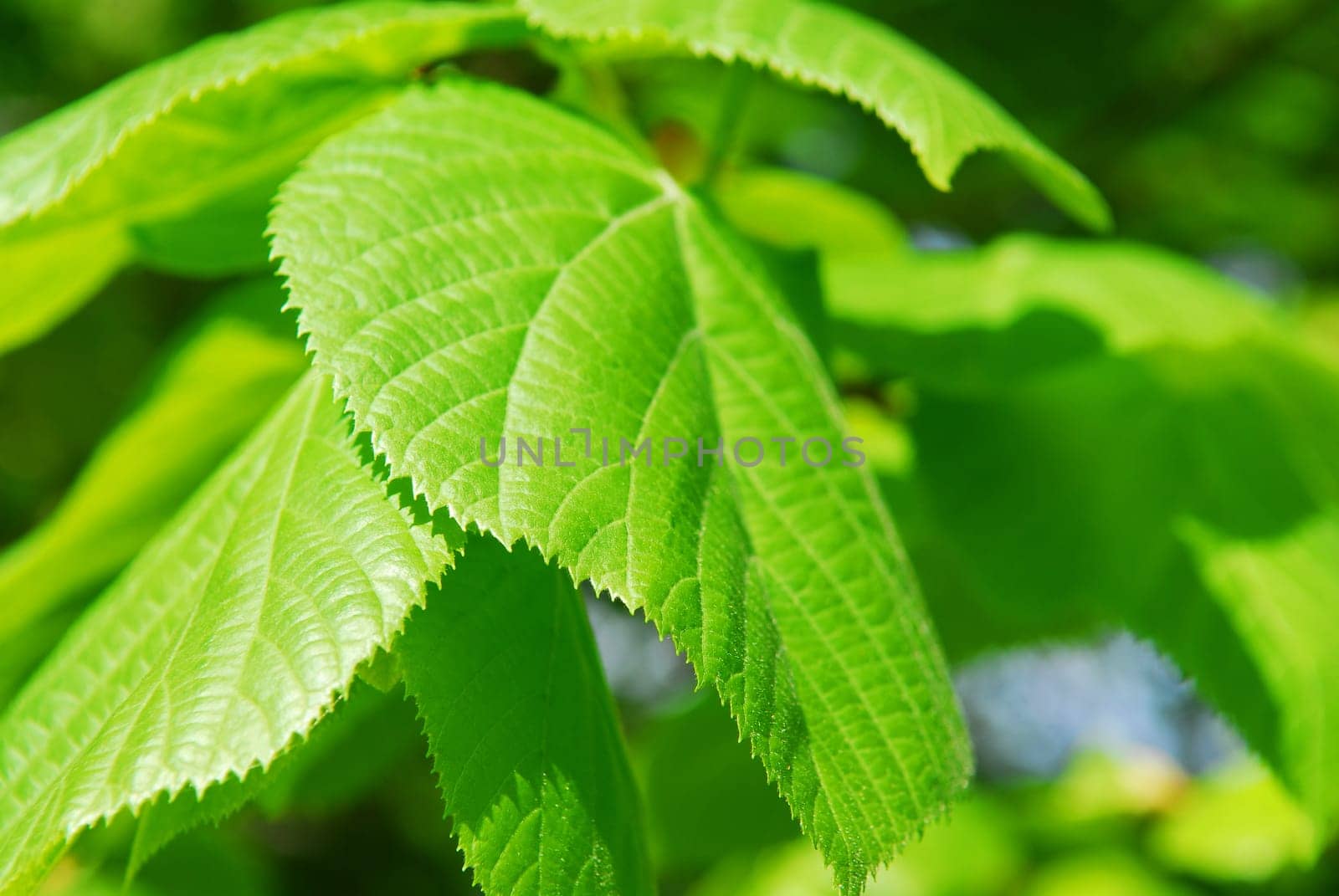 Green leaves