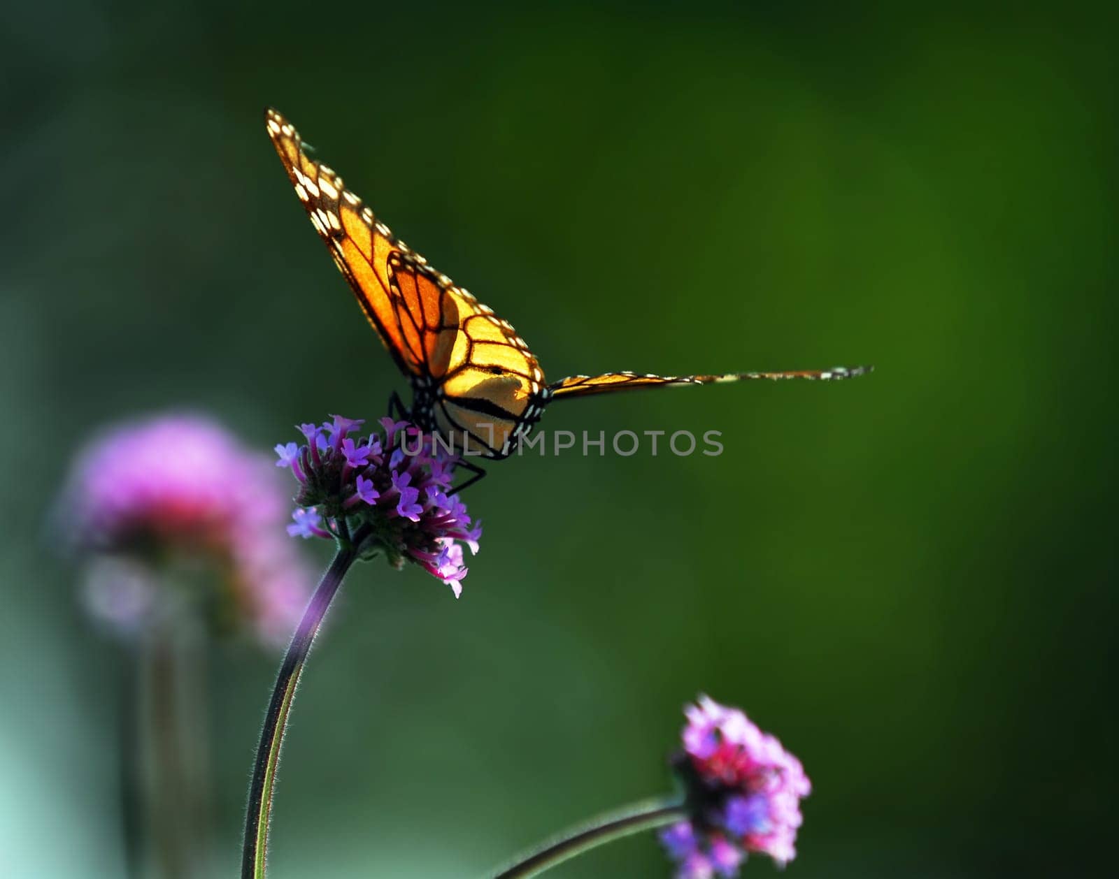 Monarch butterfly