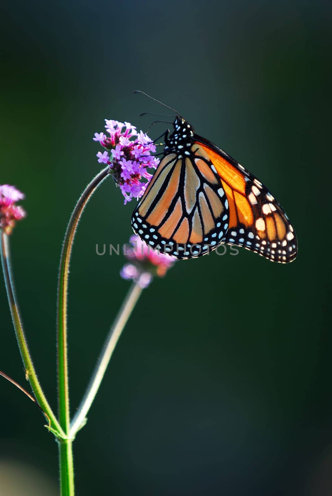 Monarch butterfly