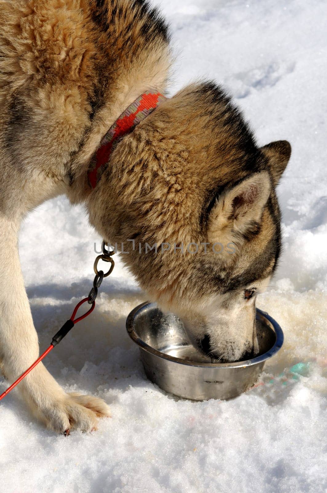 Dog at the food bowl