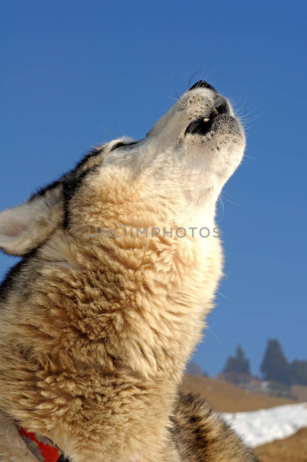 Howling dog