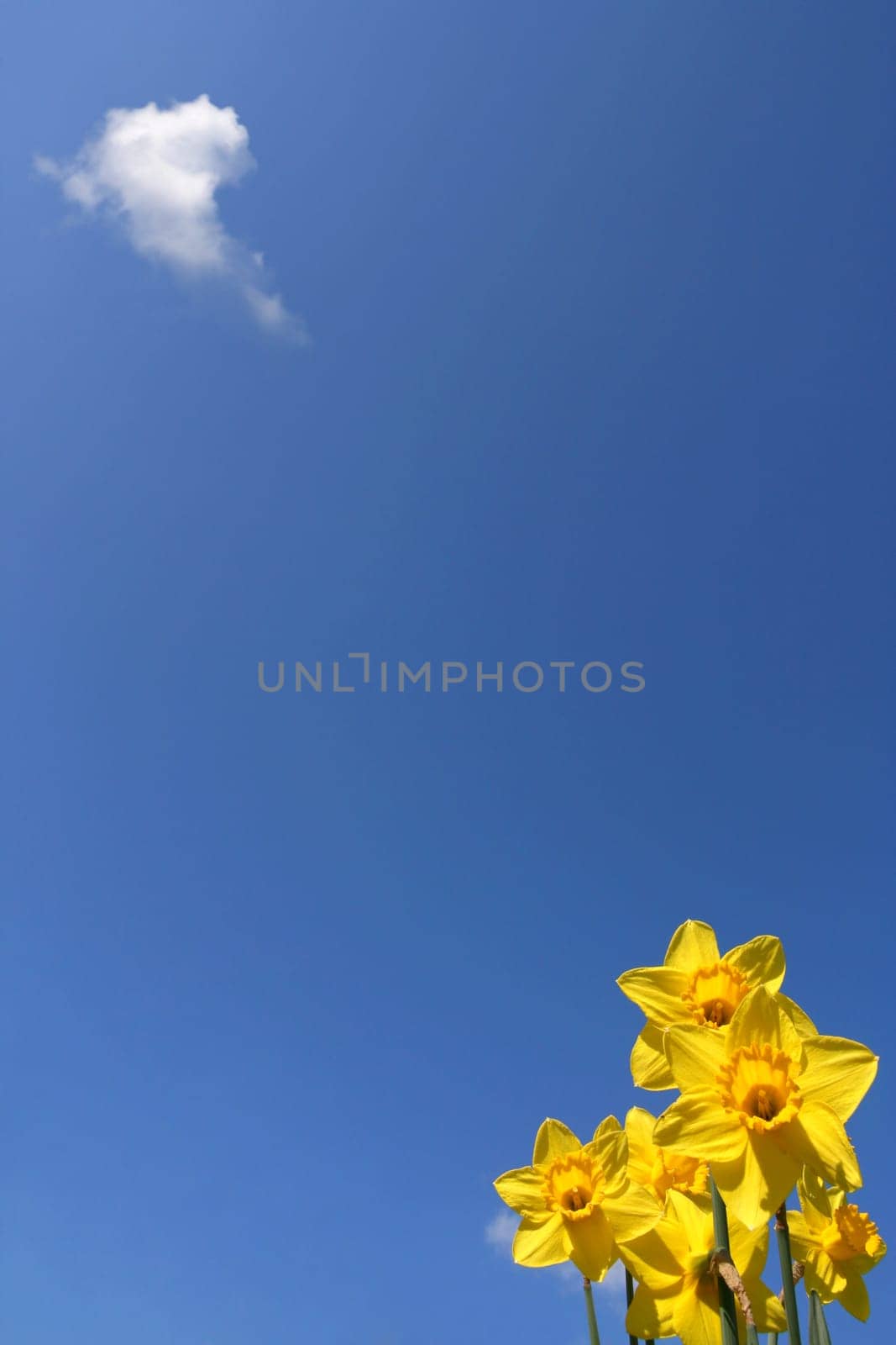 Daffodils and a little cloud
