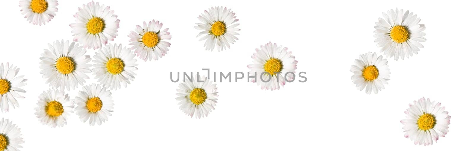 Daisies 2