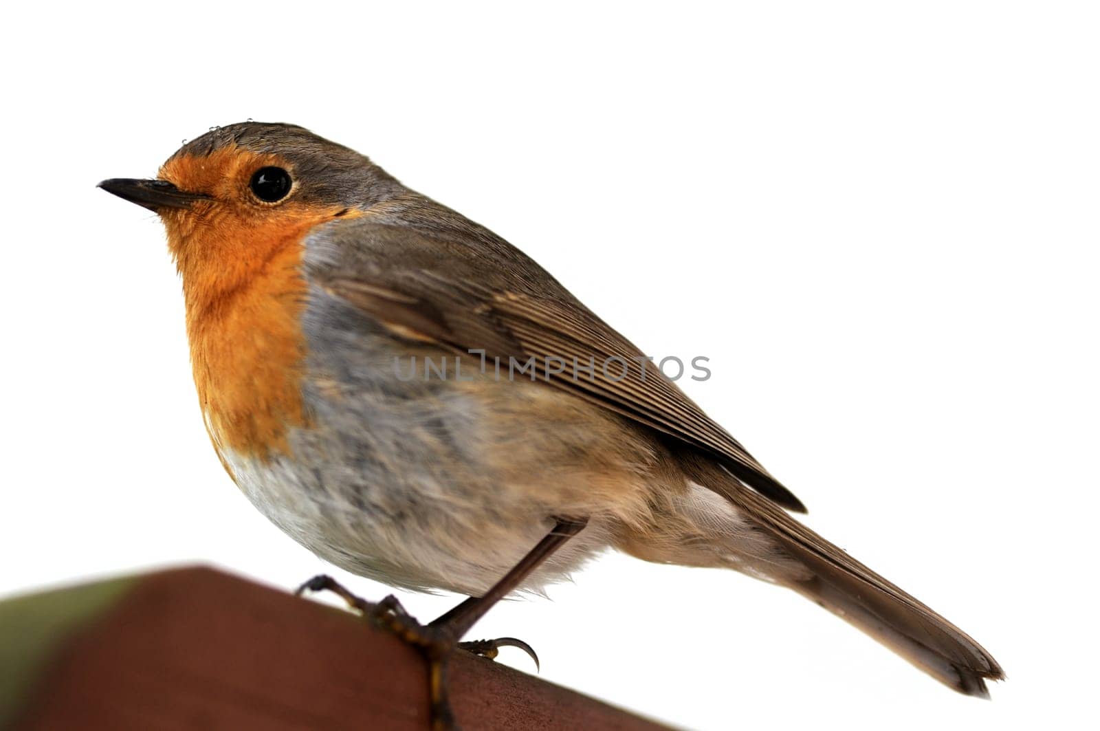 Robin
