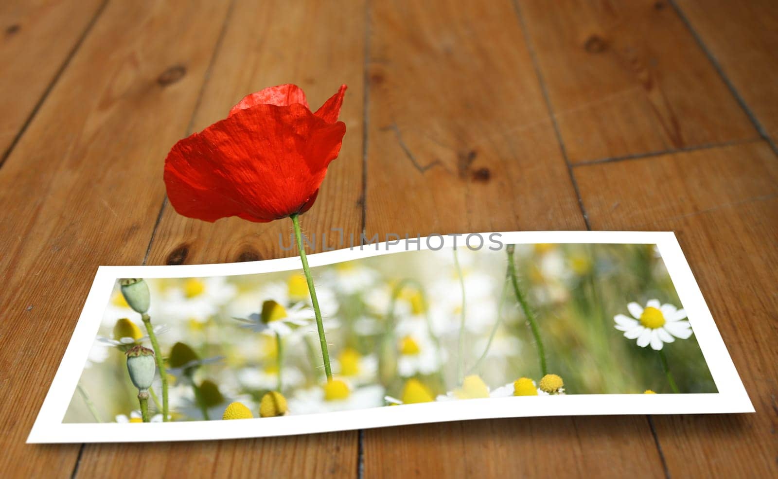 Poppy on the floor