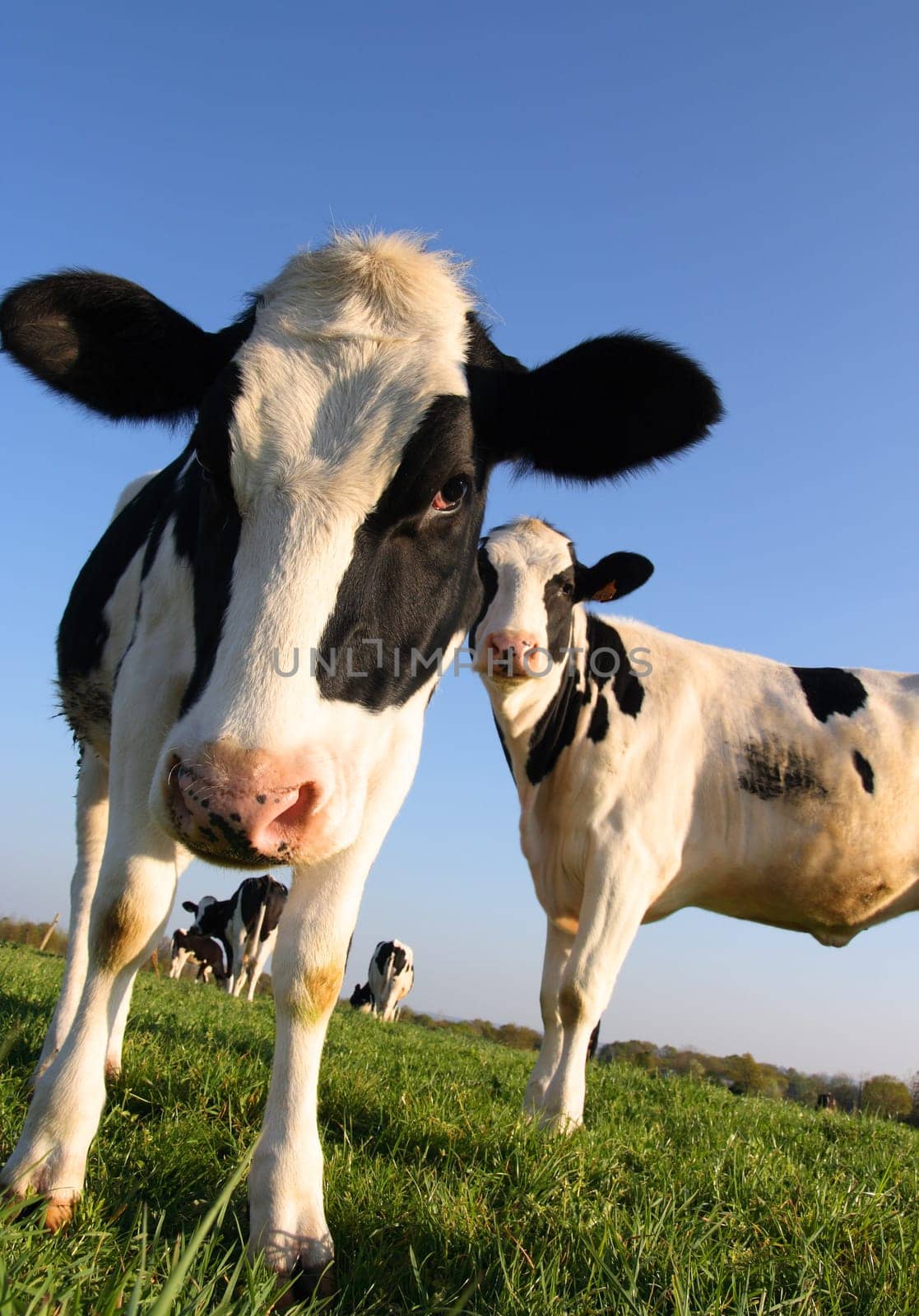 Attentive cows