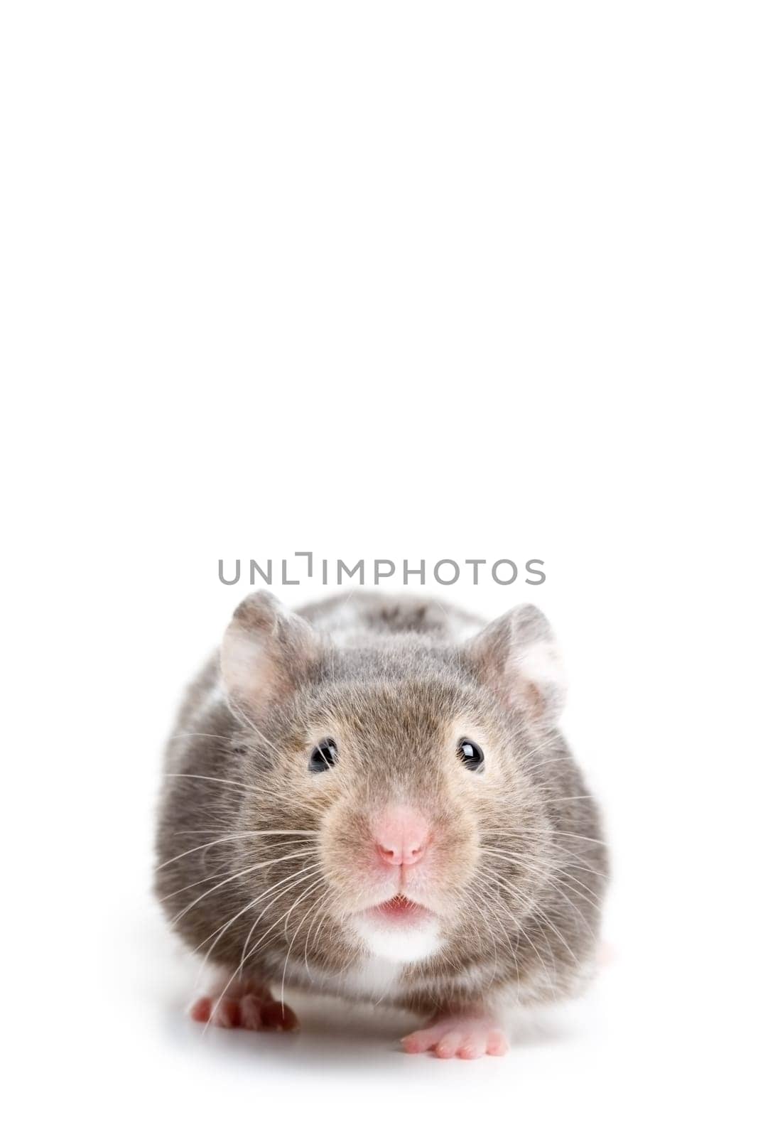 Hamster closeup on white
