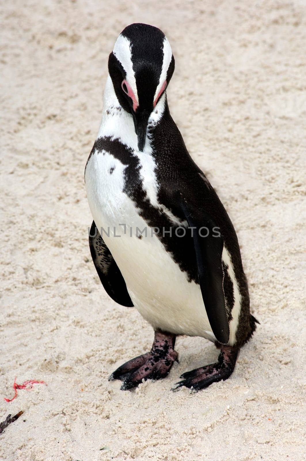 Penguin