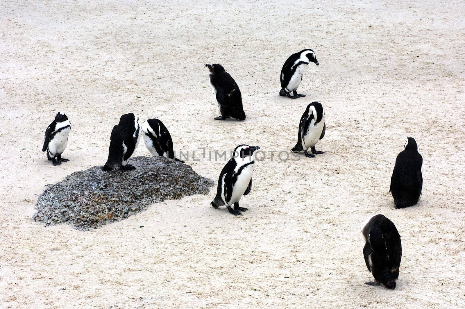 Penguins