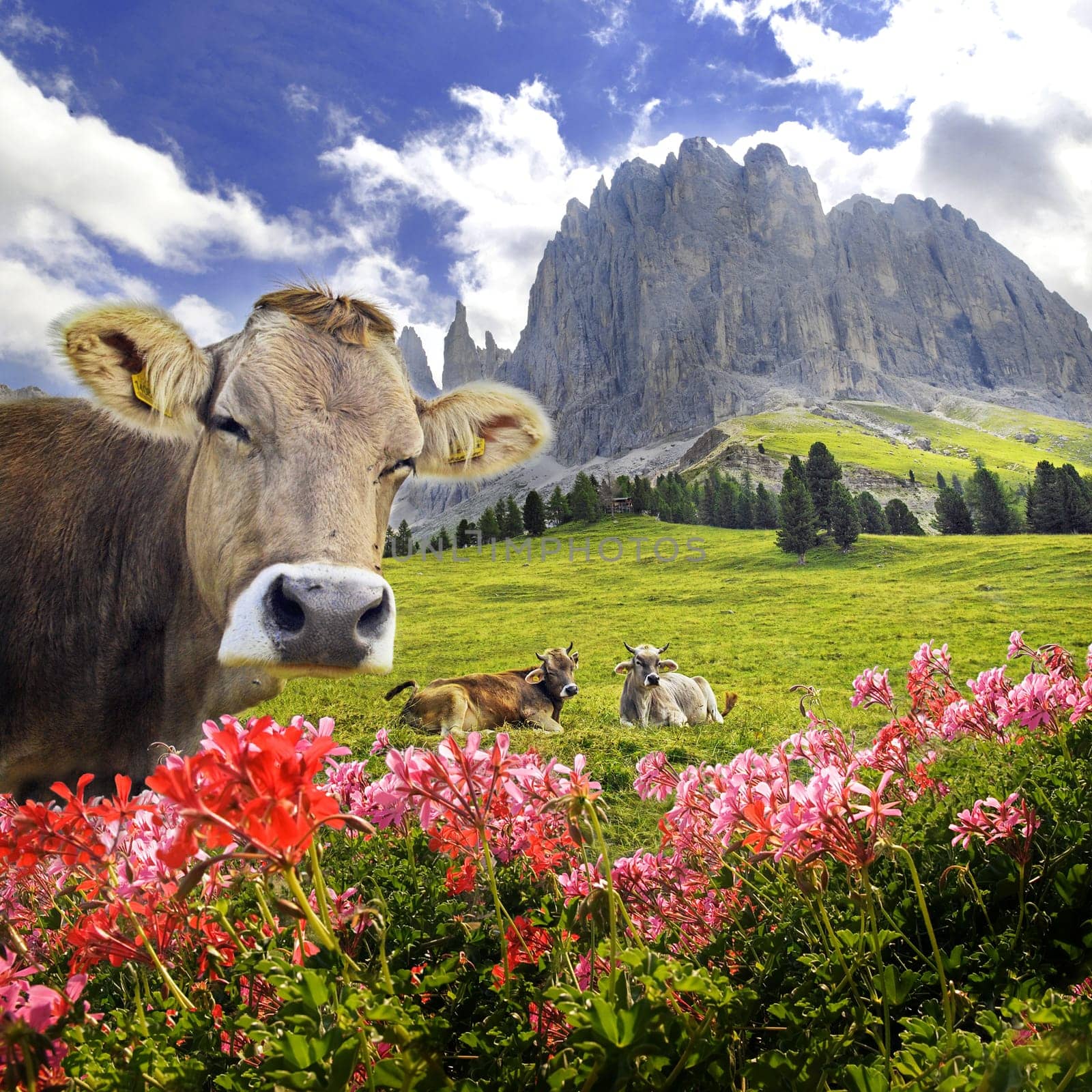 on the alpine pasture