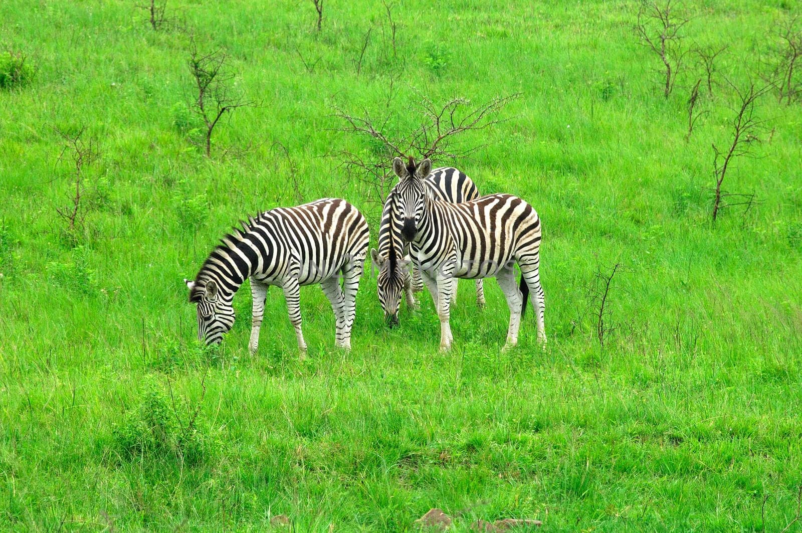 Zebras