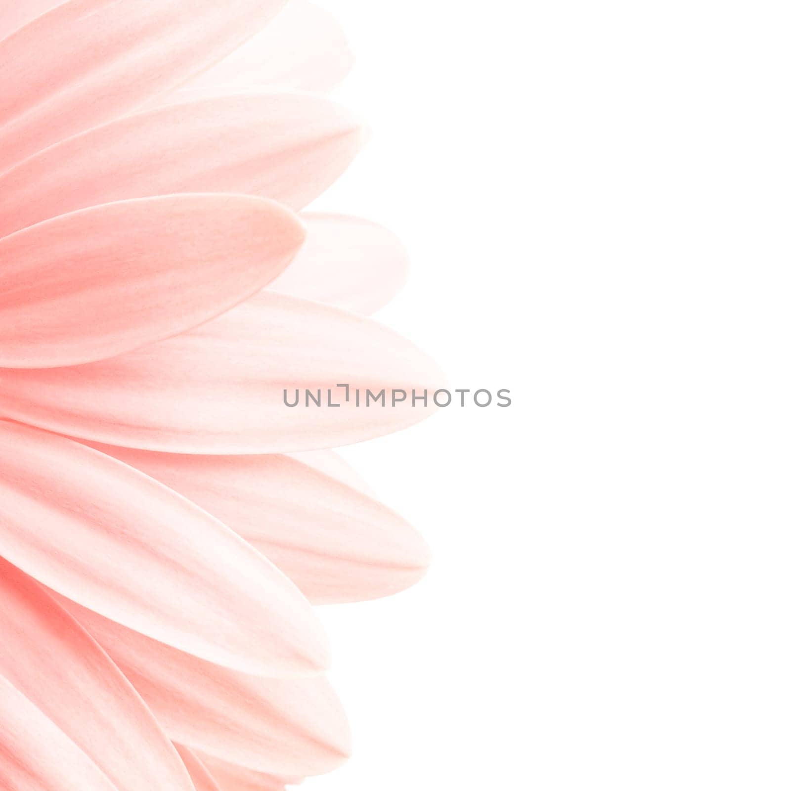 pink daisy high-key isolated