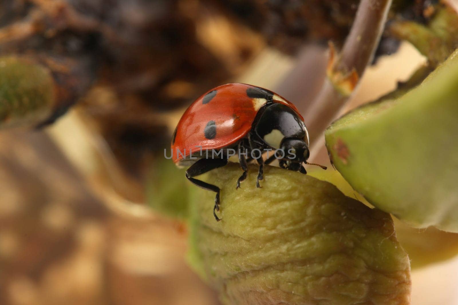 Ladybug on oak shoot