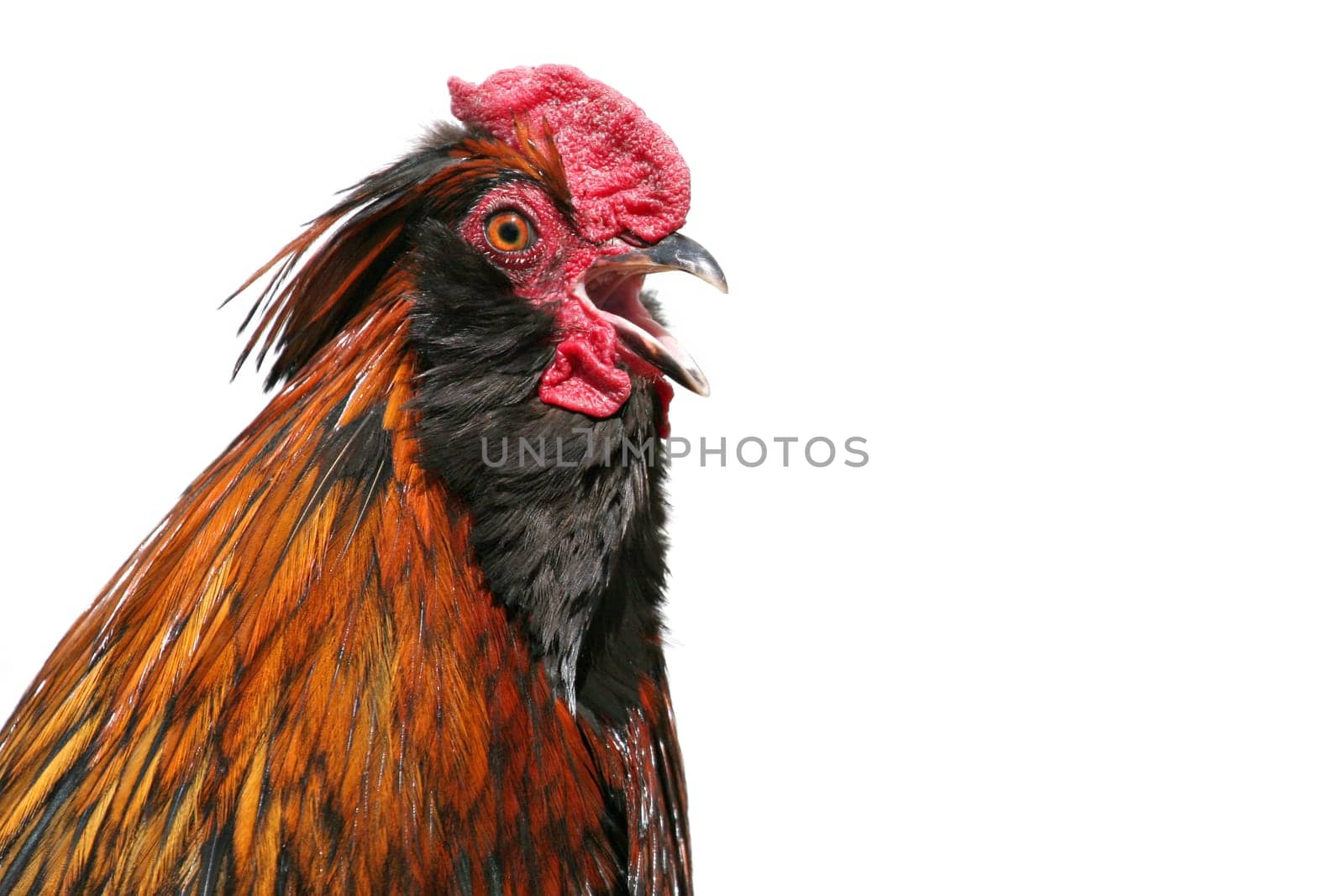 rooster isolated on white