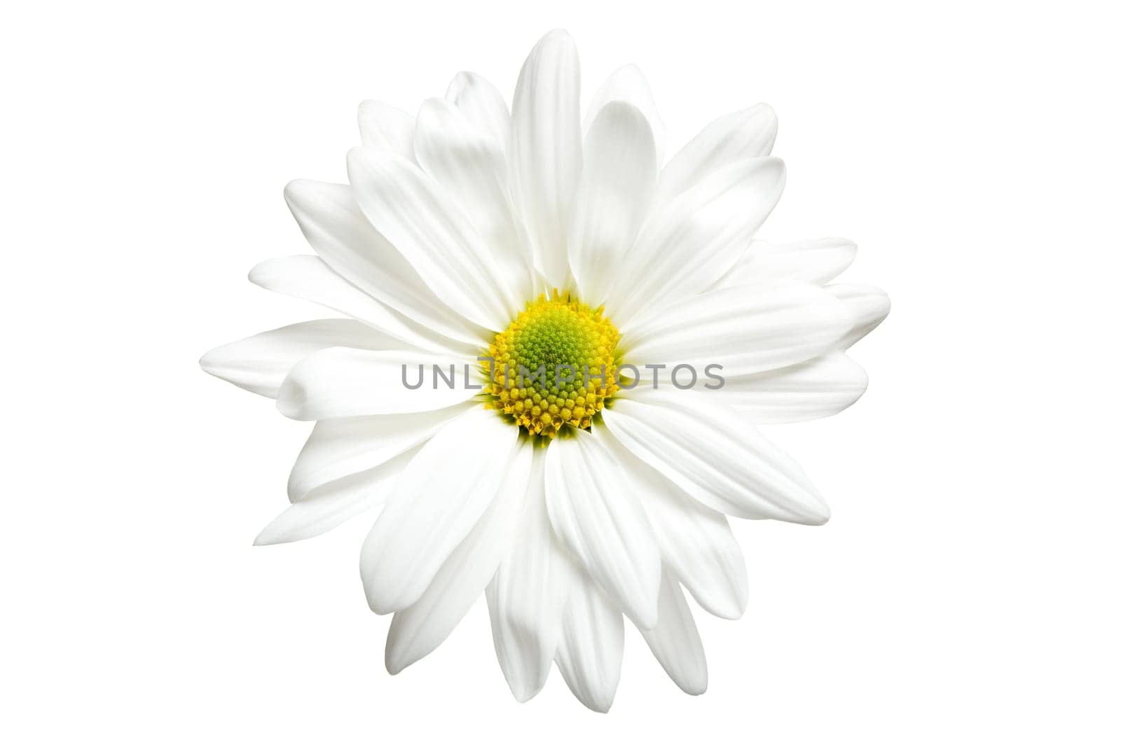 White daisy isolated on white