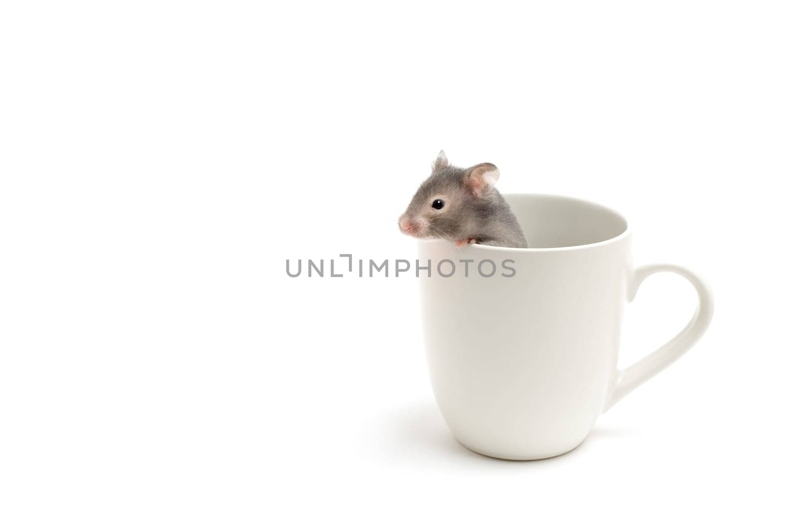 hamster in coffee cup on white