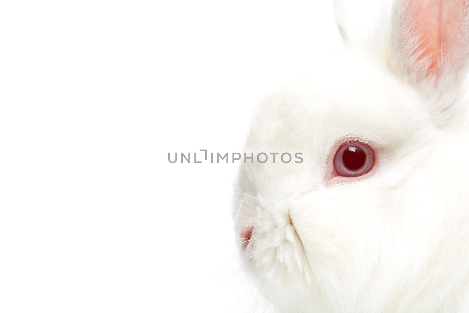rabbit isolated on white