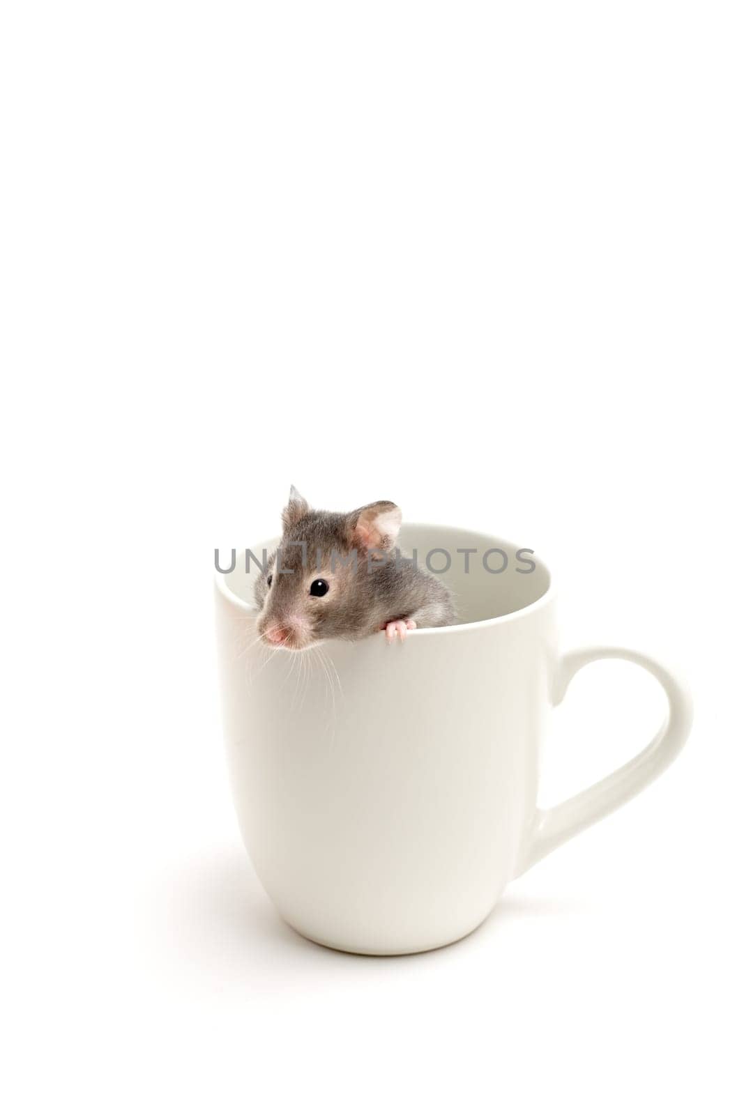 hamster in coffee cup on white