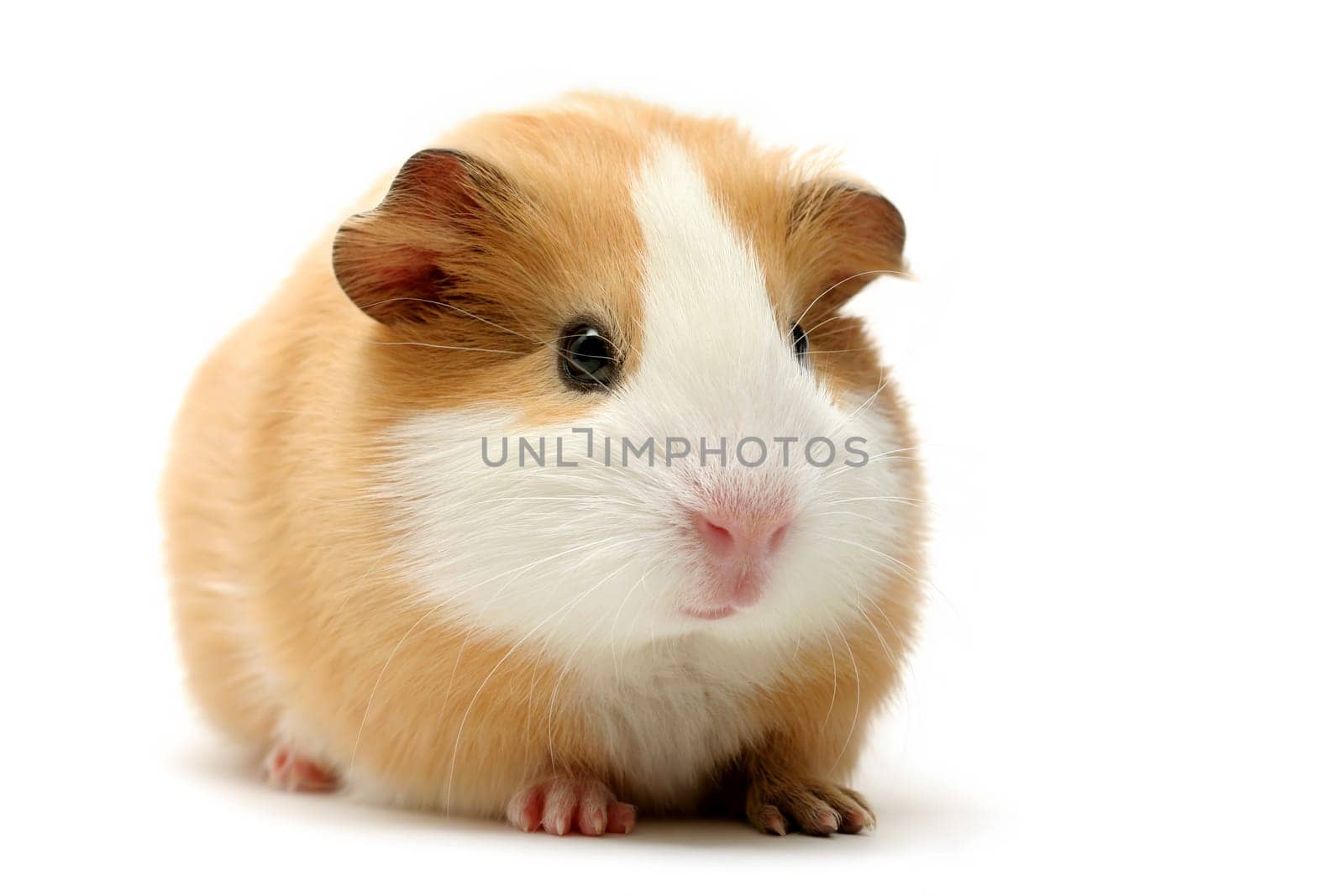 guinea pig on white