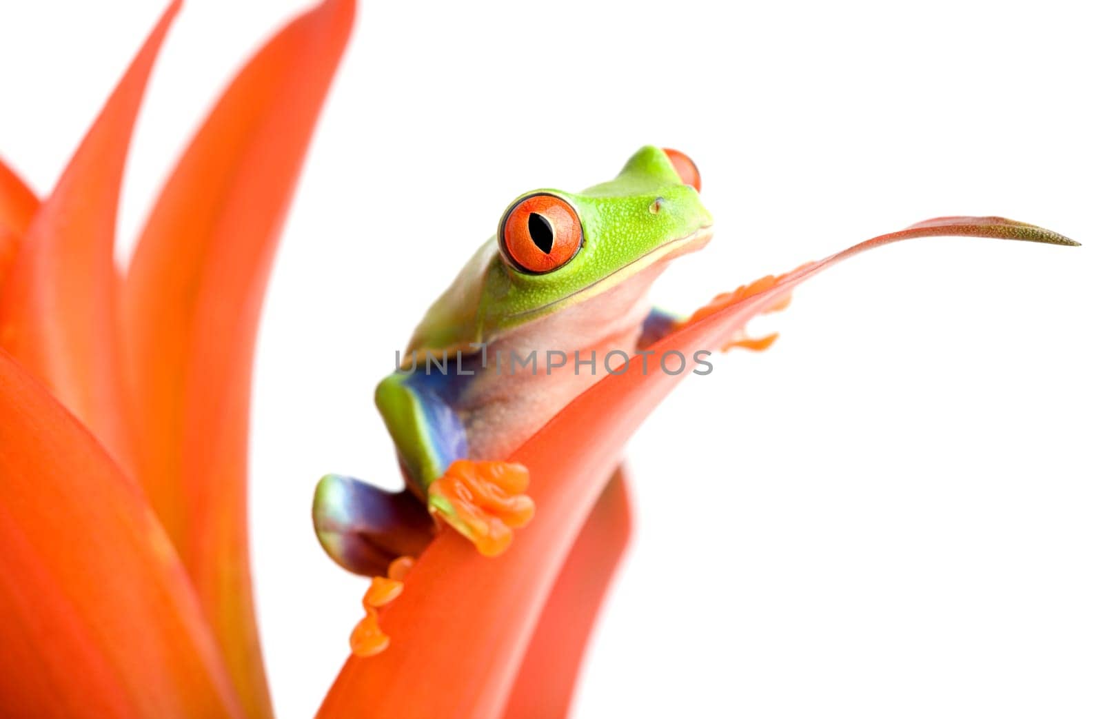 frog on red plant