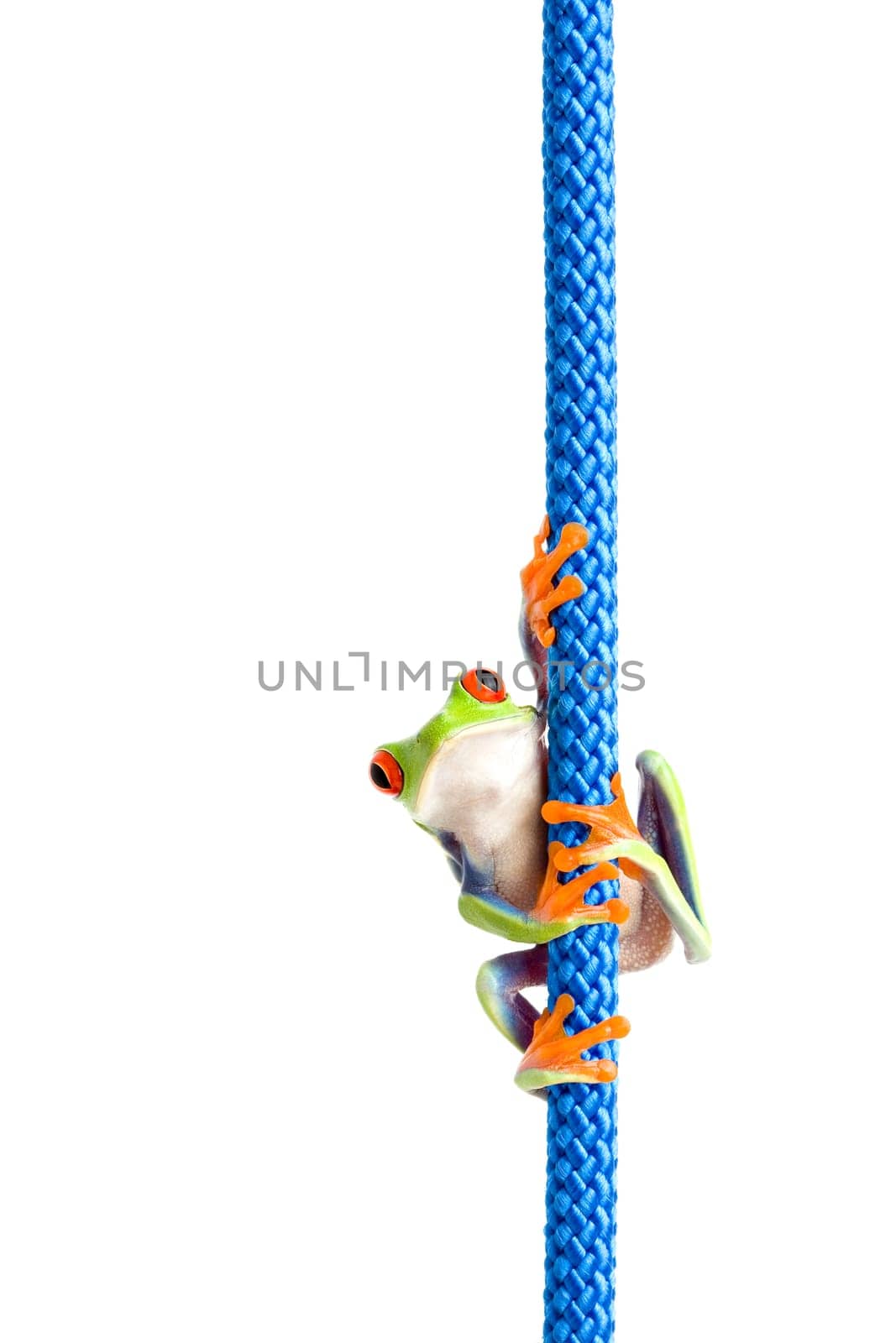frog climbing rope isolated